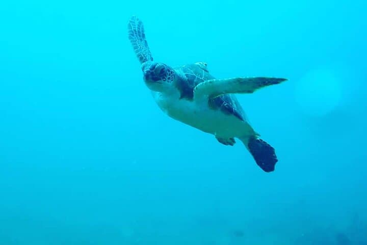 Rincón Sunset Snorkel: Twilight Marine Life Tour in Puerto Rico photo 6