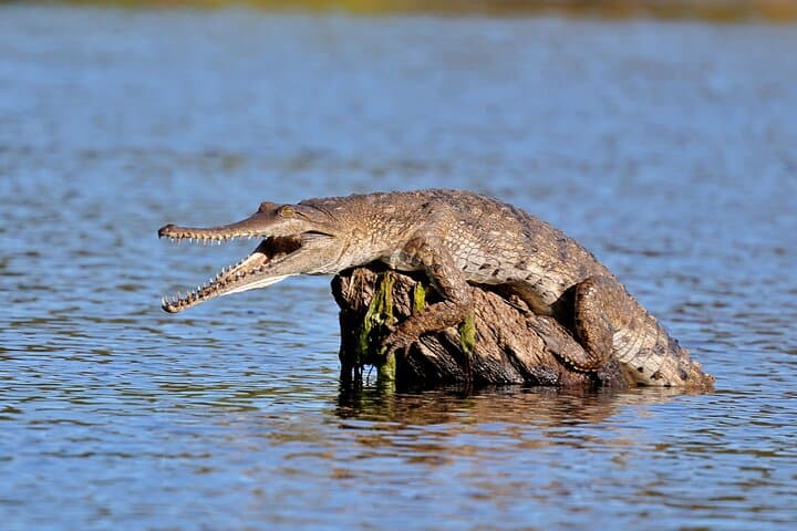 Silent Electric Ord River Nature Boat Tour from Kununurra photo 5
