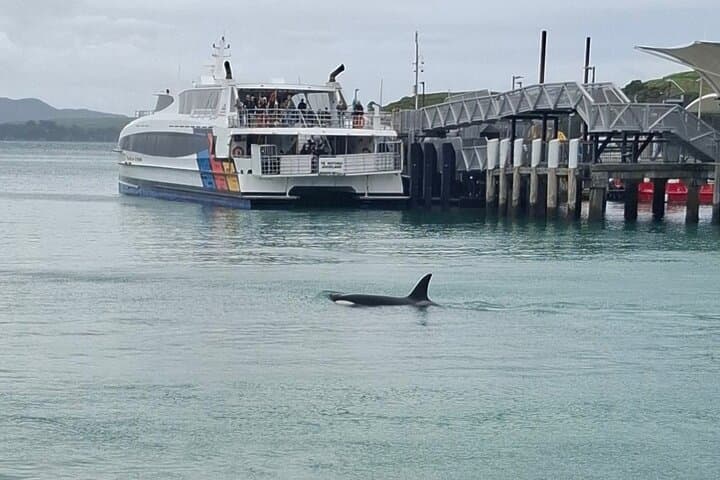 Waiheke Island Private Tour: Jazz‑Backed Wineries, Beaches & Local Flavour photo 2