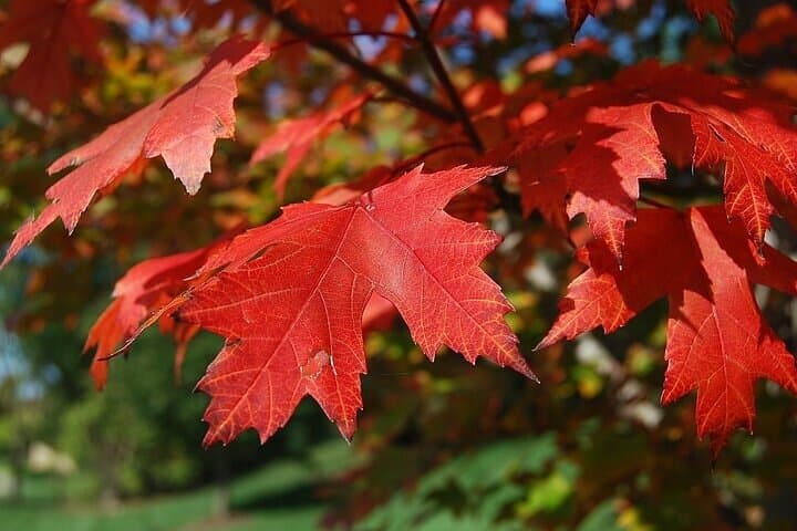 Connecticut Maple Foliage Day Tour: Mystic & Sleeping Giant From NYC photo 3
