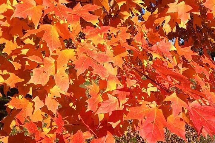 Connecticut Maple Foliage Day Tour: Mystic & Sleeping Giant From NYC photo 5