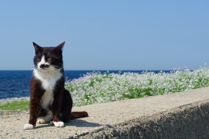 Ainoshima Cat Island Day Trip from Fukuoka — Cycling, Shrines & Friendly Felines photo 2