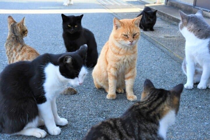 Ainoshima Cat Island Day Trip from Fukuoka — Cycling, Shrines & Friendly Felines photo 3