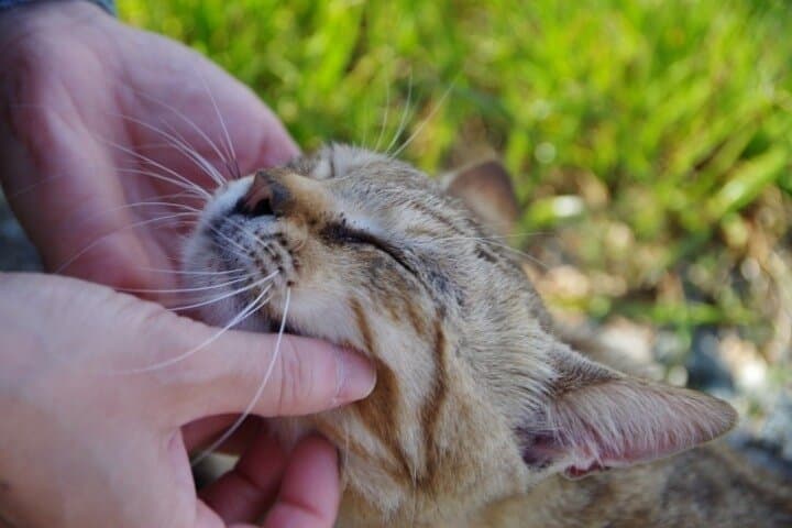 Ainoshima Cat Island Day Trip from Fukuoka — Cycling, Shrines & Friendly Felines