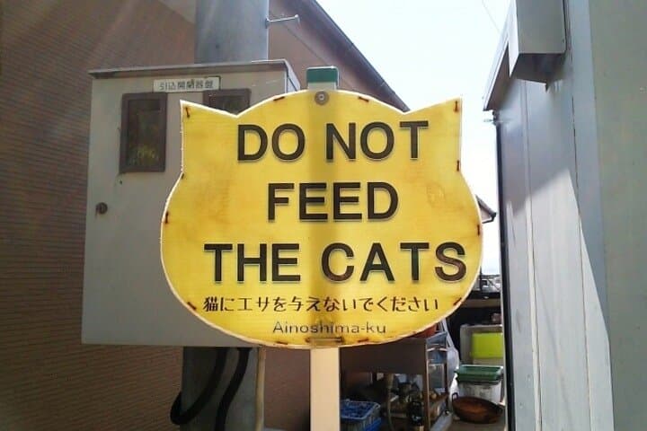 Ainoshima Cat Island Day Trip from Fukuoka — Cycling, Shrines & Friendly Felines photo 4