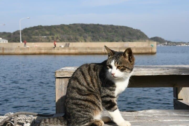 Ainoshima Cat Island Day Trip from Fukuoka — Cycling, Shrines & Friendly Felines photo 5