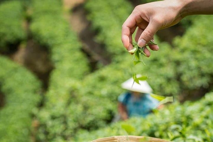Longjing Tea Village: Authentic Hangzhou Dragon Well Tea Culture Experience photo 3