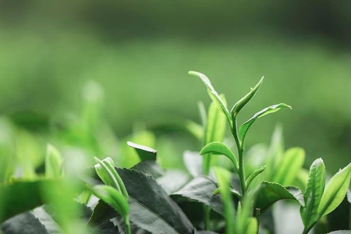 Longjing Tea Village: Authentic Hangzhou Dragon Well Tea Culture Experience photo 5