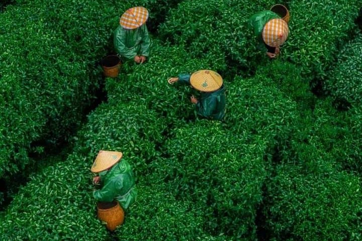 Longjing Tea Village: Authentic Hangzhou Dragon Well Tea Culture Experience photo 6