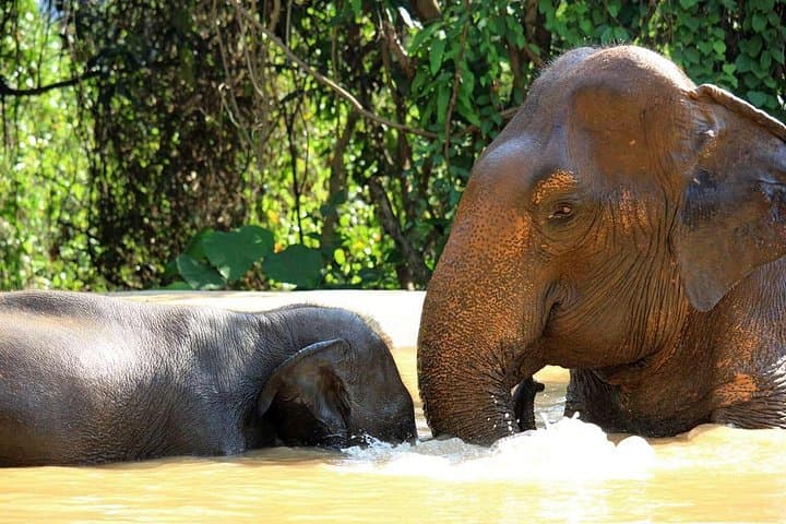 Pattaya Elephant Sanctuary Half-Day No-Rides: Ethical Visit with Rescued Elephants