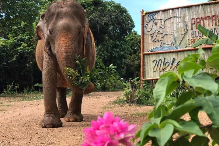 Pattaya Elephant Sanctuary Half-Day No-Rides: Ethical Visit with Rescued Elephants photo 2
