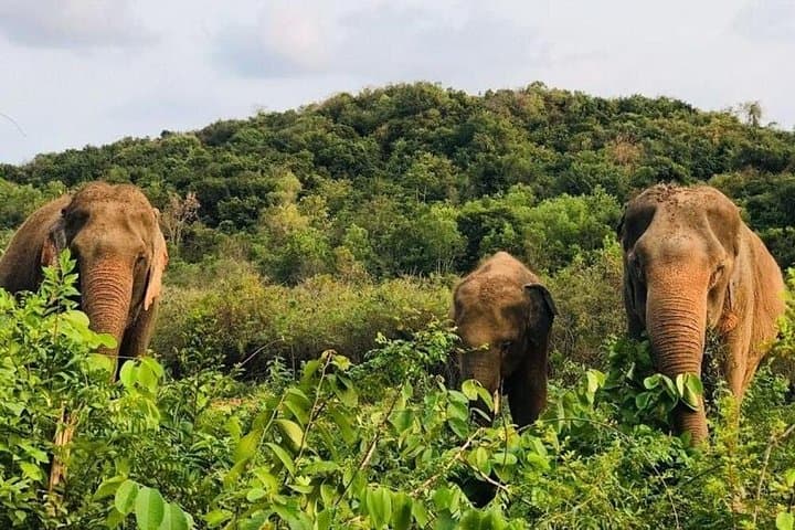Pattaya Elephant Sanctuary Half-Day No-Rides: Ethical Visit with Rescued Elephants photo 4