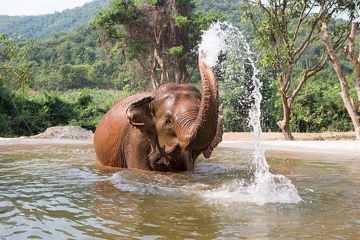 Pattaya Elephant Sanctuary Half-Day No-Rides: Ethical Visit with Rescued Elephants photo 5