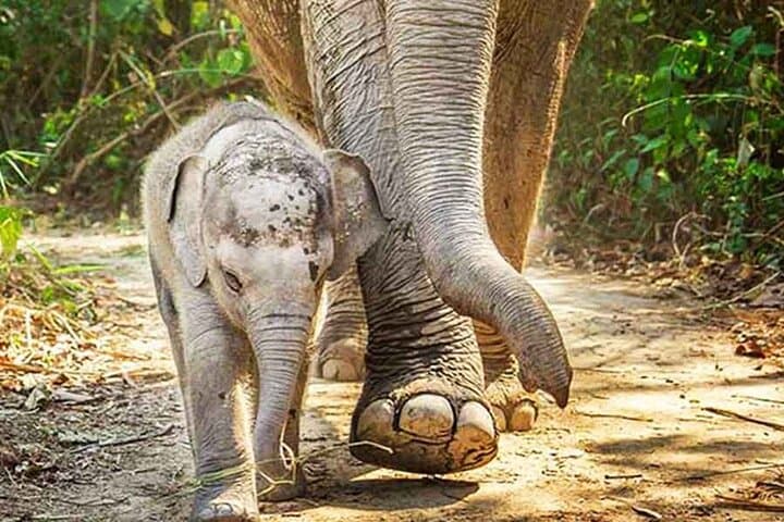 Pattaya Elephant Sanctuary Half-Day No-Rides: Ethical Visit with Rescued Elephants photo 6