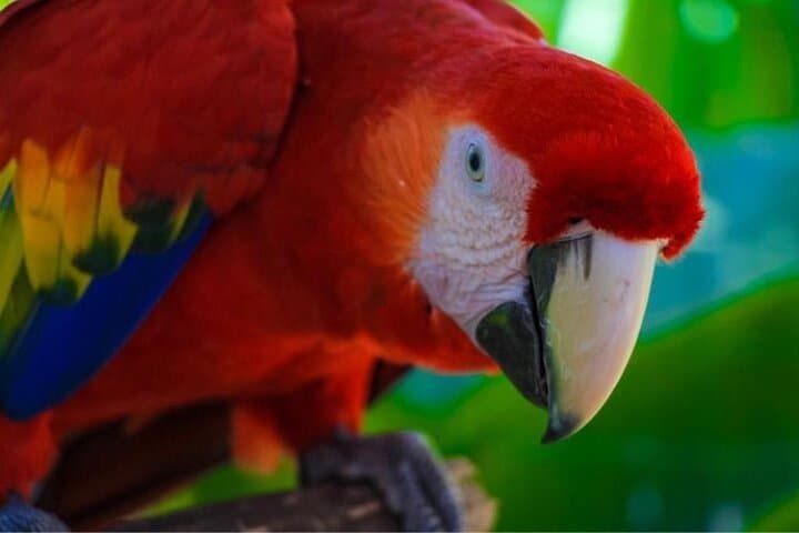 Roatan Zipline and ATV Buggy Adventure with Sloths & Private Beach Access photo 6