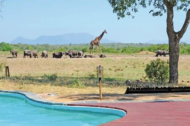 3-Day Tangala Safari Camp: Thornybush Big Five Safari from Hoedspruit photo 3