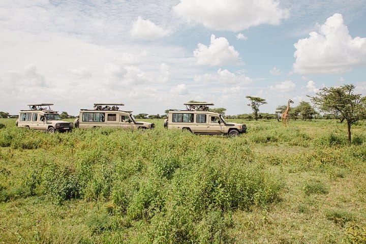 4-Day Private Tanzania Safari: Tarangire, Ngorongoro & Arusha Highlights photo 3