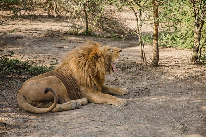 4-Day Private Tanzania Safari: Tarangire, Ngorongoro & Arusha Highlights photo 4