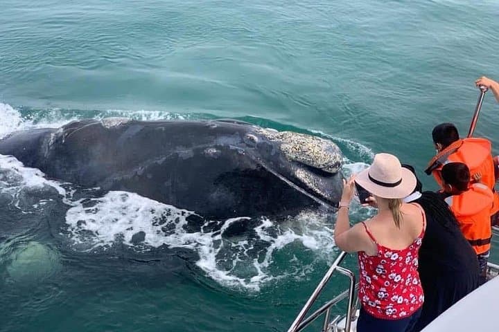 Cape Town to Hermanus Whale Watching: Full-Day Boat Tour with Hotel Pickup photo 1