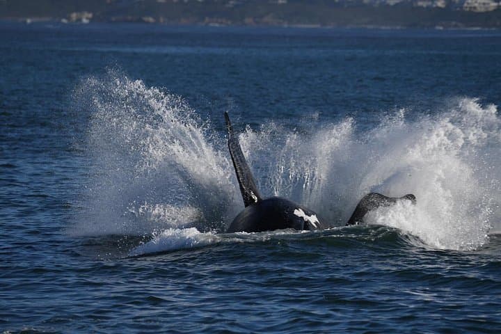 Cape Town to Hermanus Whale Watching: Full-Day Boat Tour with Hotel Pickup photo 2