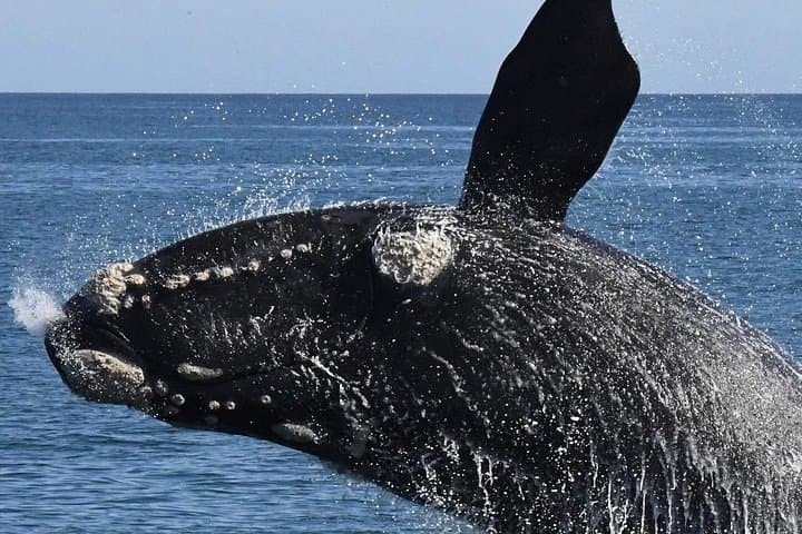 Cape Town to Hermanus Whale Watching: Full-Day Boat Tour with Hotel Pickup photo 3