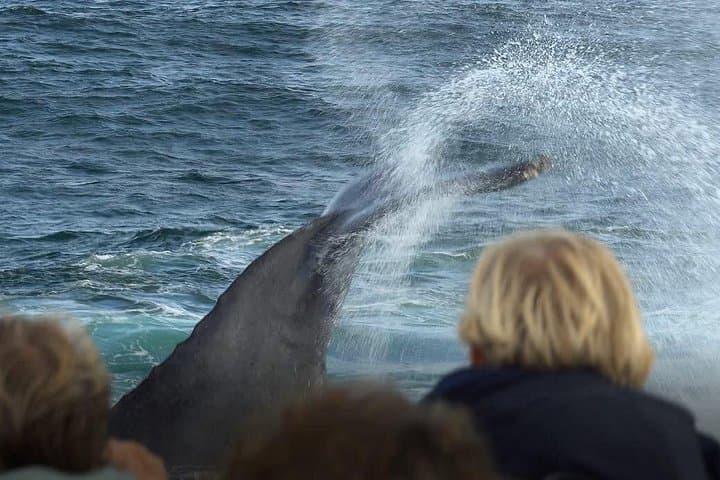 Cape Town to Hermanus Whale Watching: Full-Day Boat Tour with Hotel Pickup photo 4