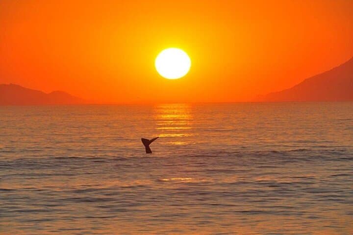 2-Day Cape Escape: Whale Coast Penguins Zipline & Panthera Sanctuary photo 4