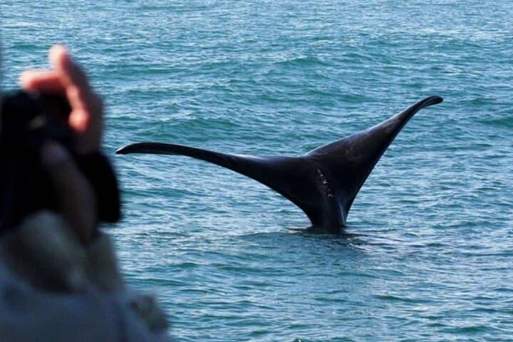 2-Day Cape Escape: Whale Coast Penguins Zipline & Panthera Sanctuary photo 6