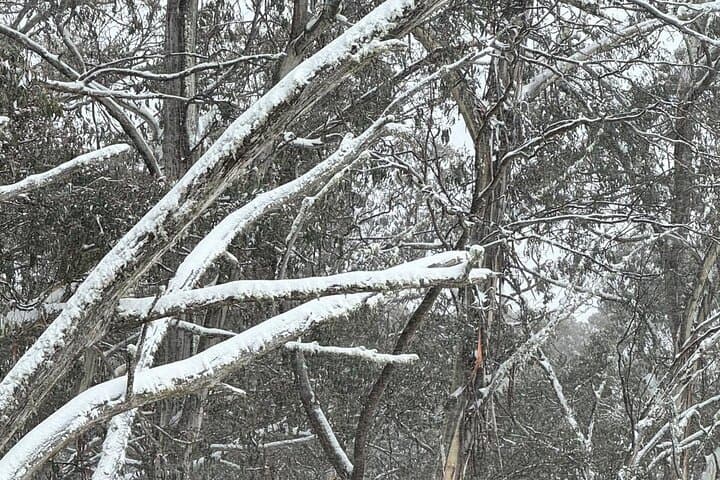 Mt Buller Private Snow & Ski Tours from Melbourne — Full-Day Alpine Experience photo 3