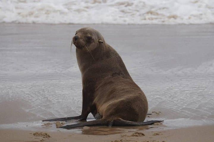 Sandwich Harbour Full-Day 4x4 from Walvis Bay — Dunes, Flamingos & Seal Colonies photo 3