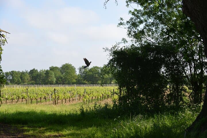 Overnight in a Vineyard: A Night in Chardonnay at an Organic Loire Estate photo 2