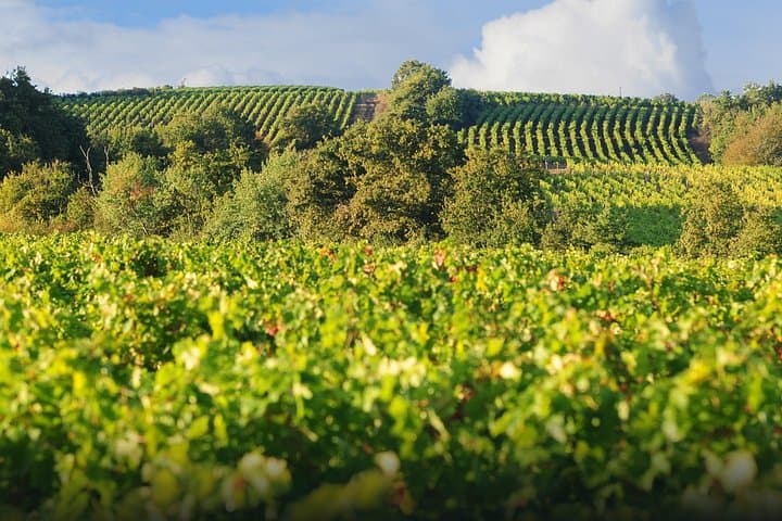Overnight in a Vineyard: A Night in Chardonnay at an Organic Loire Estate photo 3