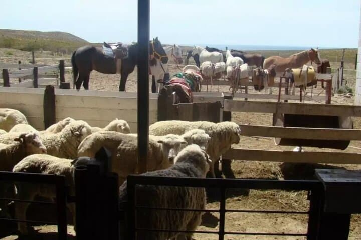 Puerto Madryn 4x4 Ranch Off-Road Day: Dunes, Cliffs & Estancia Lunch photo 5