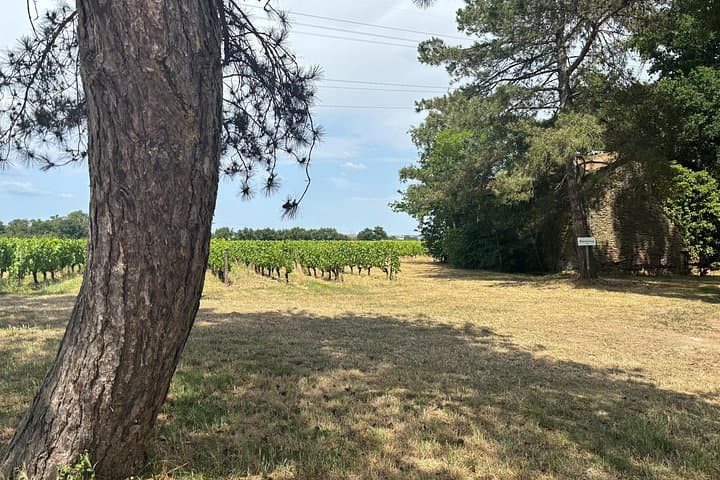 Overnight in a Vineyard: A Night in Chardonnay at an Organic Loire Estate