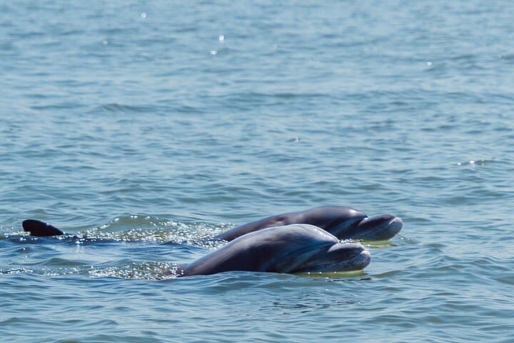 Full-Day Mangrove, Dolphin & Bird Watching Tour from Guayaquil photo 2