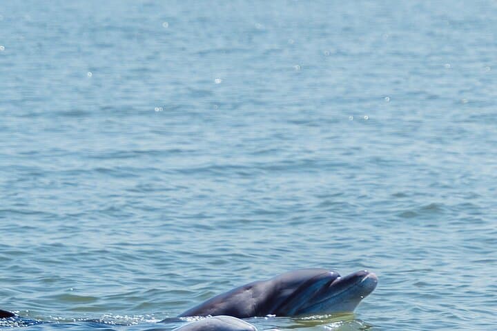 Full-Day Mangrove, Dolphin & Bird Watching Tour from Guayaquil photo 6
