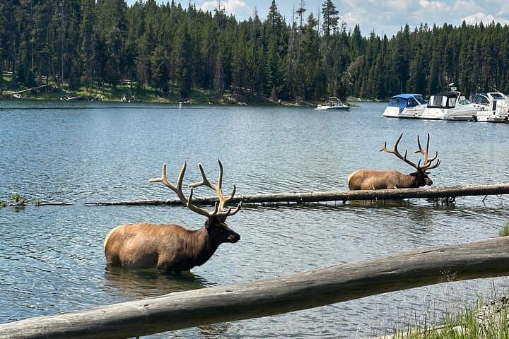 Explore Yellowstone’s Lower Loop: Hot Springs, Geysers & Wildlife in a Private Tour photo 4