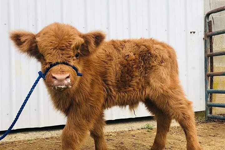 Cow Cuddling With Pumpkin at Grapetown Vineyard — Fredericksburg Farm Experience photo 2