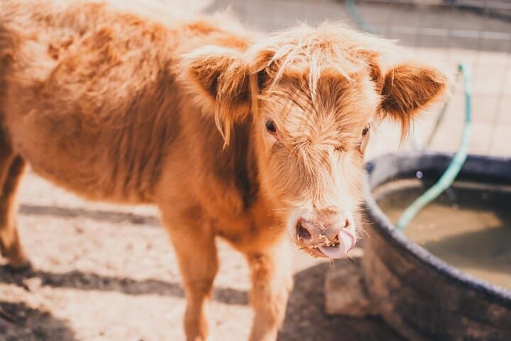 Cow Cuddling With Pumpkin at Grapetown Vineyard — Fredericksburg Farm Experience photo 6