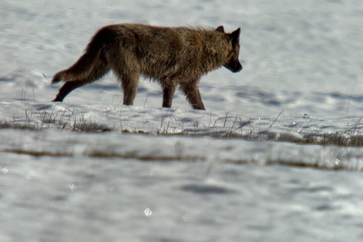 Bozeman Winter Wildlife Safari: A Guided Journey Through Yellowstone’s Snowbound Lamar Valley