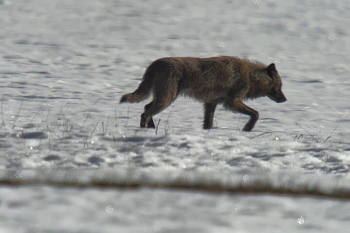 Bozeman Winter Wildlife Safari: A Guided Journey Through Yellowstone’s Snowbound Lamar Valley photo 5