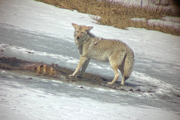 Bozeman Winter Wildlife Safari: A Guided Journey Through Yellowstone’s Snowbound Lamar Valley photo 3