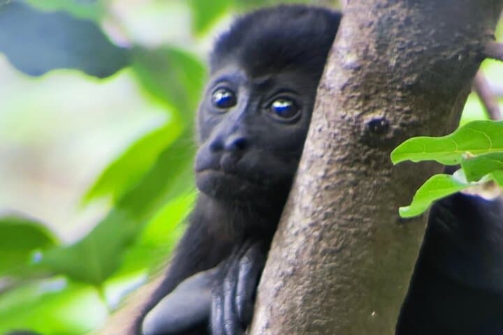 Palo Verde National Park Tour: Tempisque River Wildlife & Cultural Experience photo 3