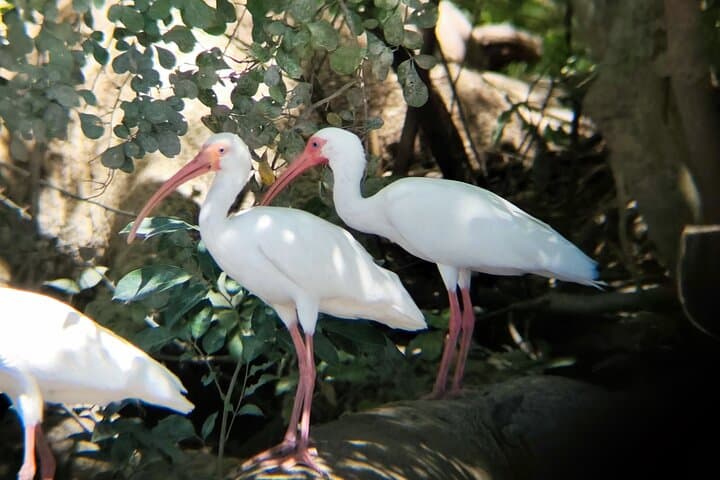 Palo Verde National Park Tour: Tempisque River Wildlife & Cultural Experience photo 6