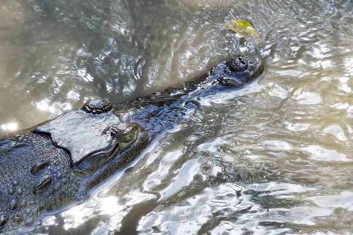 Palo Verde National Park Tour: Tempisque River Wildlife & Cultural Experience photo 5