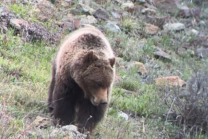 Upper Loop Lamar Wildlife Safari from Gardiner — Private Tour with Lunch photo 3