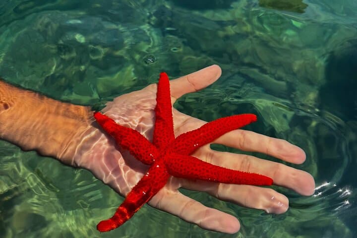 Private Day Trip St Cyr to Cassis — Secret Coves, Snorkel & Route des Crêtes photo 2