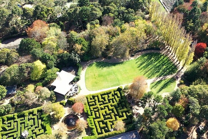 Explore Ashcombe Maze & Lavender Gardens — Australia's Largest Hedge Maze on the Mornington Peninsula