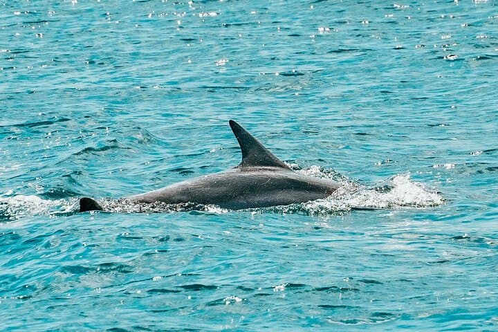 Split Blue Lagoon 3-Island Cruise: Snorkel, Wine & Laganini Beach Club photo 2