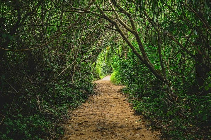 Cahuita National Park & Waterfalls: Coastal Rainforest Walk and Jungle Swim photo 4